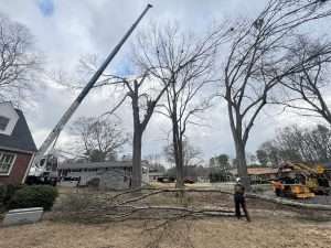 Kilmurry Tree Removal on the job