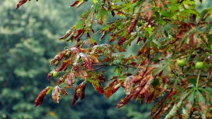 Signs Your Trees Need Professional Attention