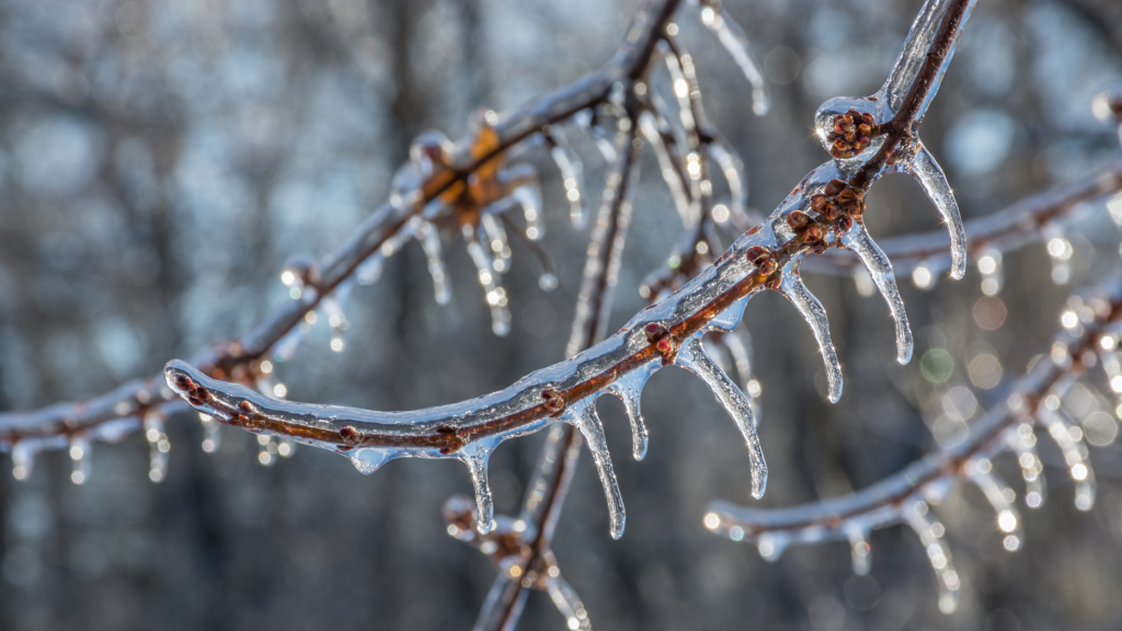 freezing rain on trees