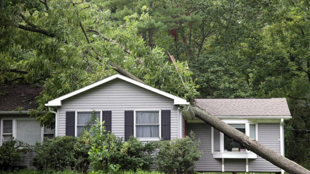 tree falling on house