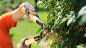 Tree trimming vs. pruning